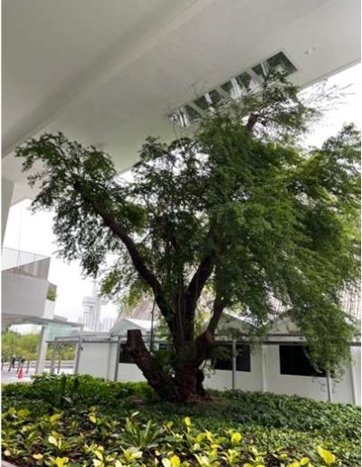 Solarspot to Harvest Sunlight for Conservation Tree partially under new building